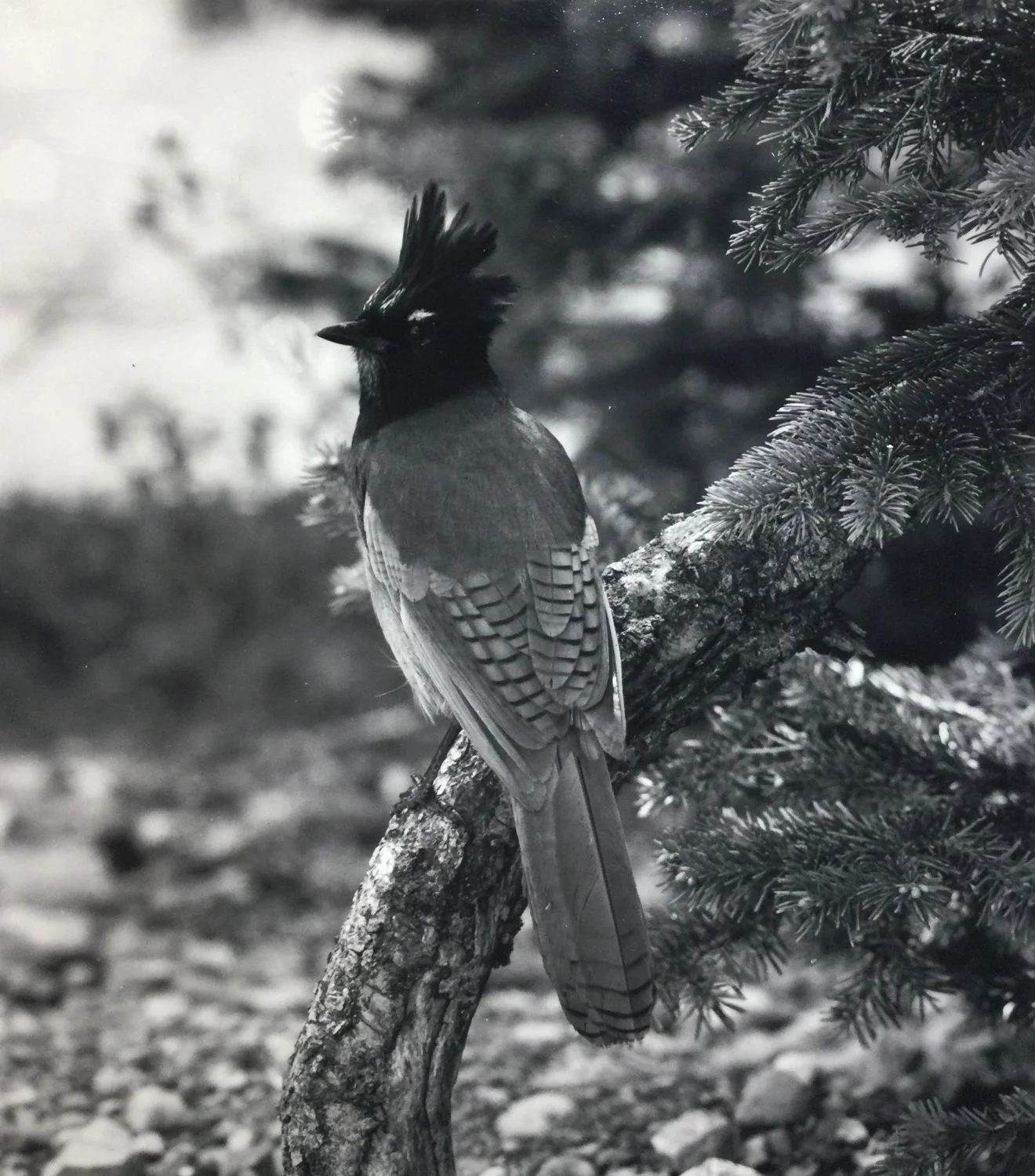Stellars Jay (Cyonocitra Stelleri) (#207), 1972, dark-room based silver emulsion black & white photograph