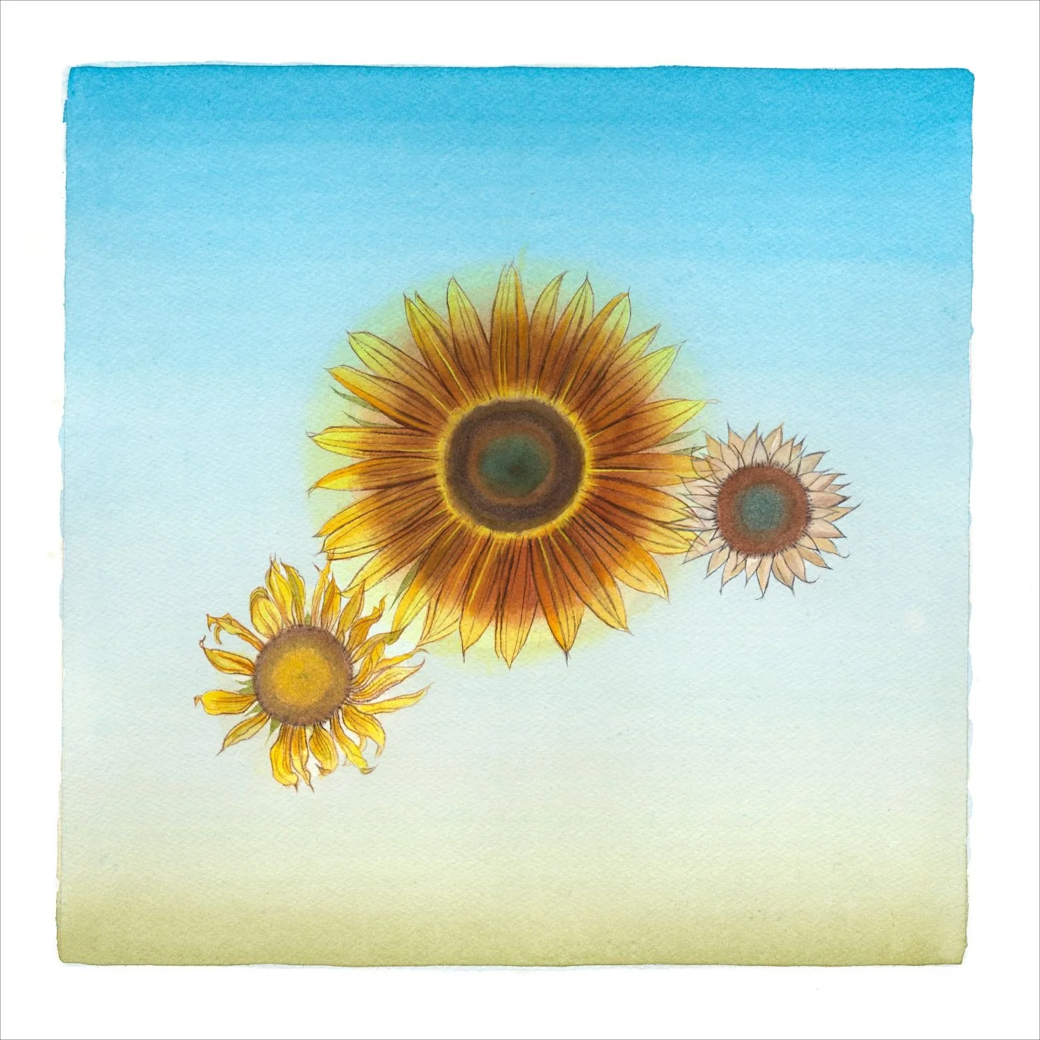 Sunflower Series (25.3), Sunflower B, 2025, watercolour on paper, 13 x 13 inches (33x33cm), framed (outside measurements 26.5 x 23 inches/67x59cm), $1275 Cdn.