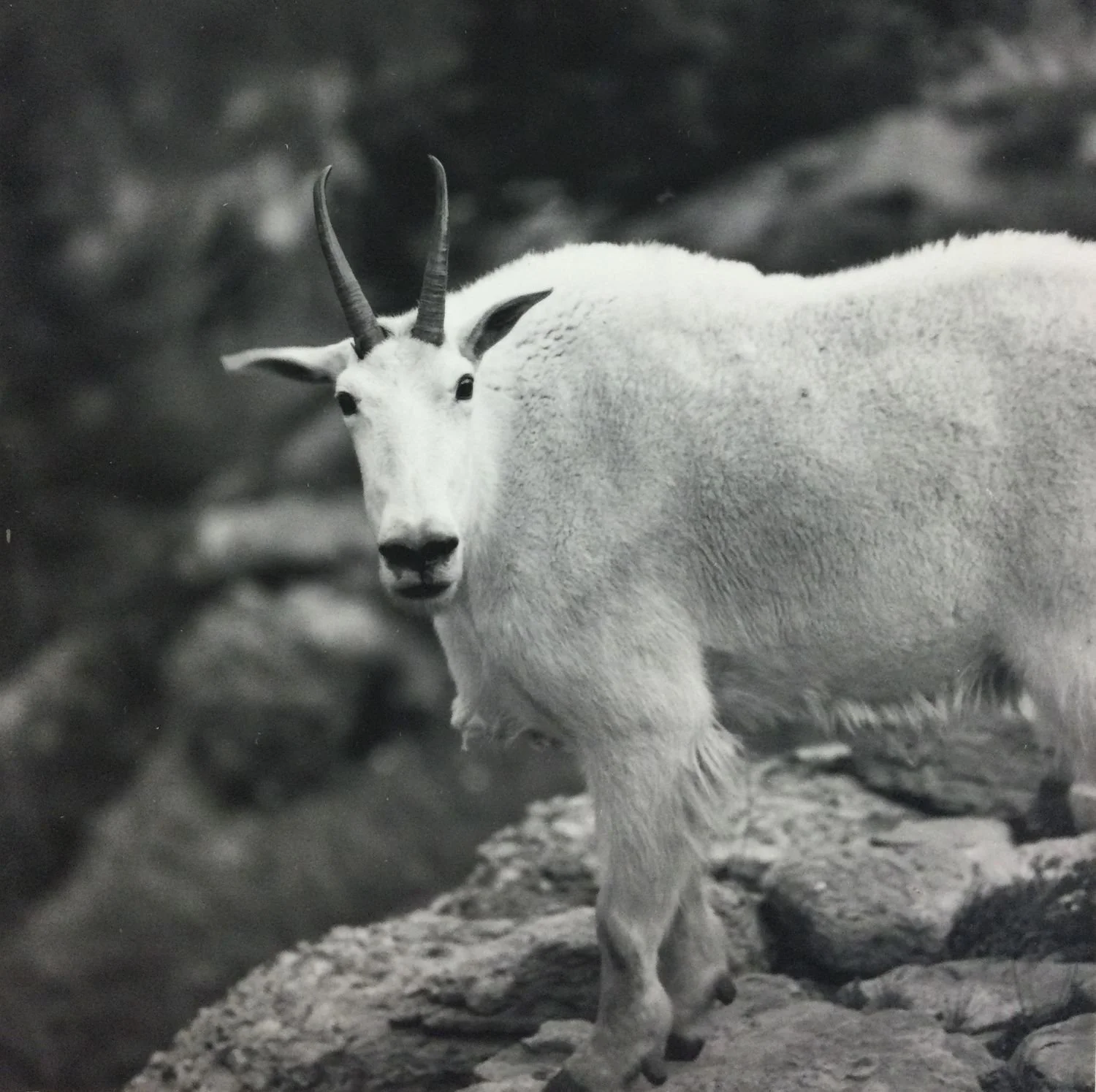 Nanny (Mountain Goat) (#43), 1973, dark-room based silver emulsion black & white photograph, framed, 7 x 5 inches (18 x 13 cm), framed, ($400 Cdn, category B).