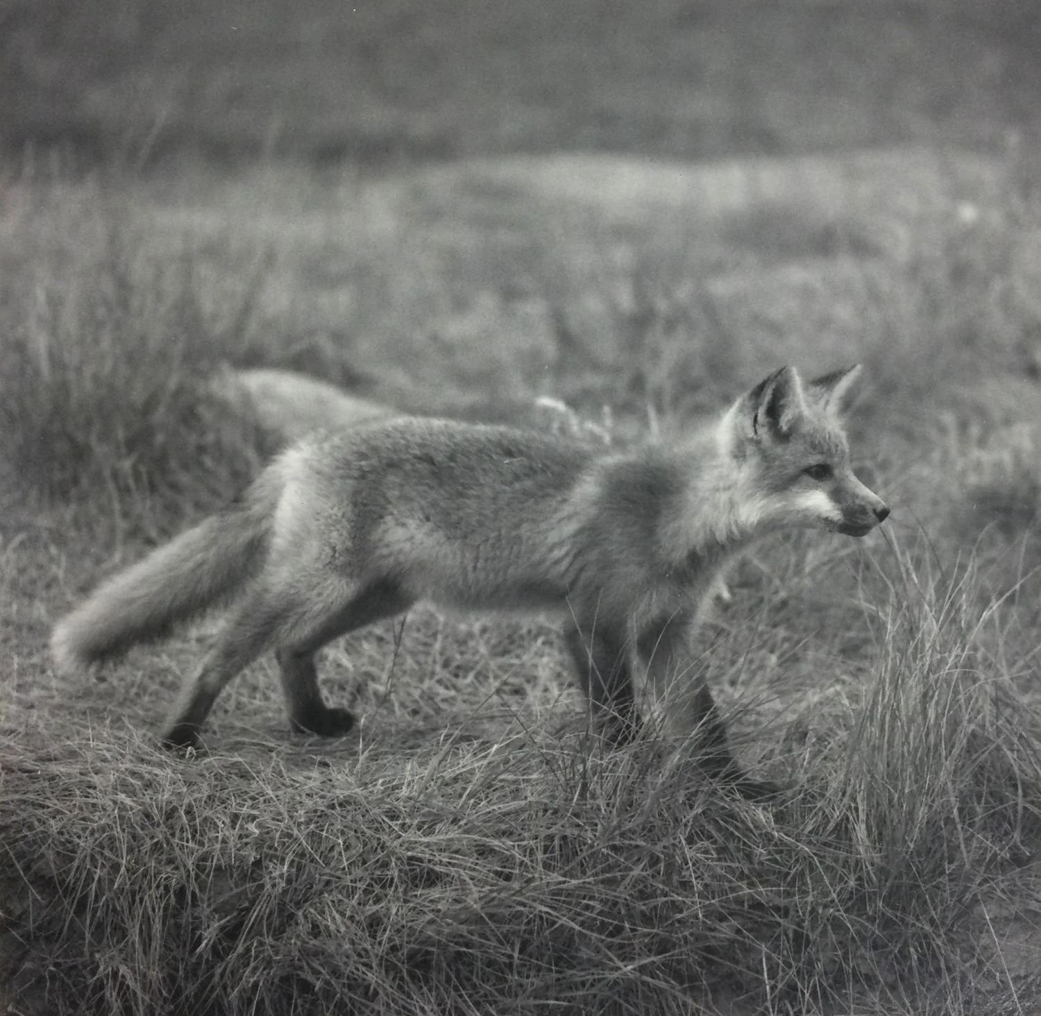 At The Den: Red Fox Pup #4 (#220), 1972, dark-room based silver emulsion black & white photograph, 5 x 5 inches (13 x 13 cm), framed, ($400 Cdn, category B).