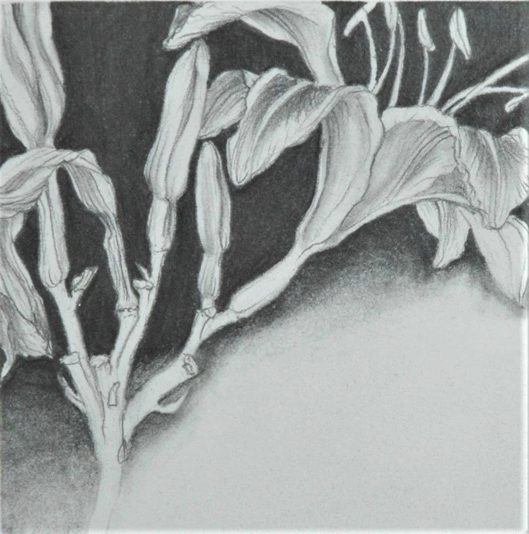 Day Lilies Afternoon, graphite drawing on Rising Stonehenge paper, 4 x 4 inches (10x10 cm), framed, $350.00 Cdn.