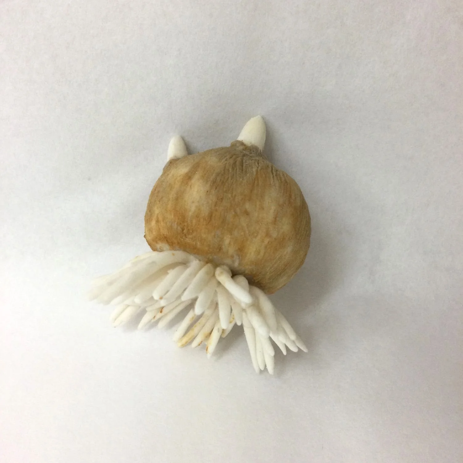 Crocus Bulb with Brown Skin (cat#20.15), 2020, cone 6 hand modelled tinted porcelain, 1.75 inches (4.5 cm), $100 Cdn.