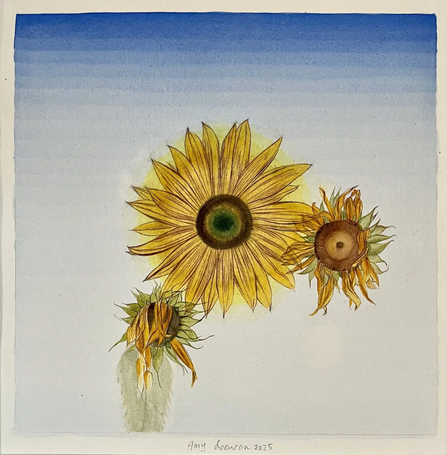 Sunflower Series (25.4), Sunflower C, 2025, watercolour on paper, 13 x 13 inches (33x33cm), framed (outside measurements 26.5 x 23 inches/67x59cm), $1275 Cdn.
