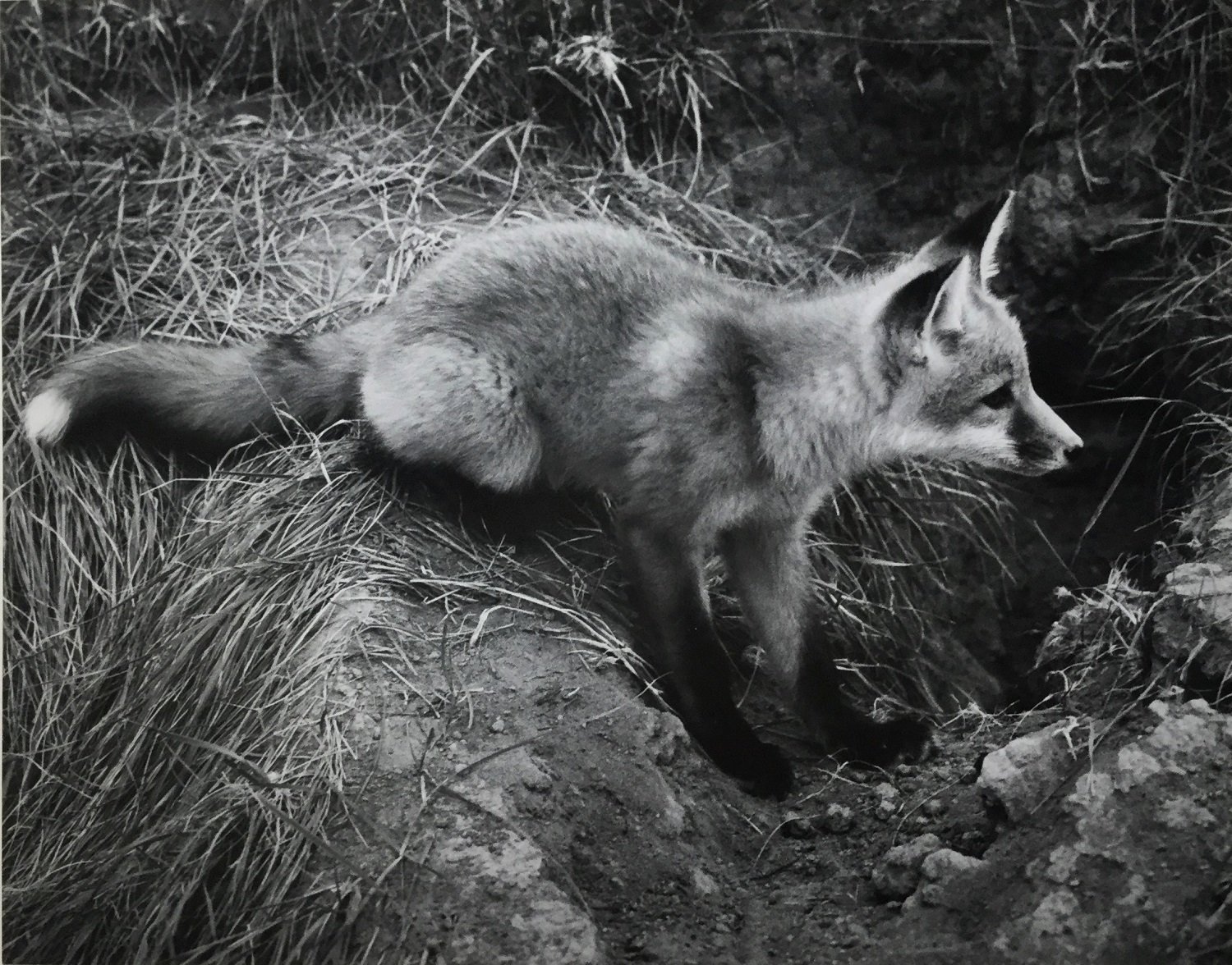 Fox Pup #2 (cat#41), 1972, dark-room based silver emulsion black & white photograph, 5 x 5 inches (13 x 13 cm), framed, ($400 Cdn, category B).