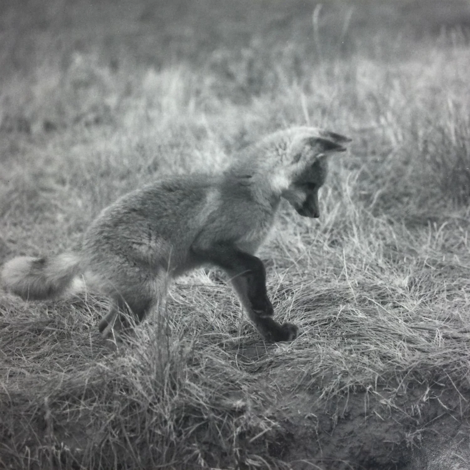 At The Den: Red Fox Pup #5 (#221), 1972, dark-room based silver emulsion black & white photograph, 5 x 5 inches (13 x 13 cm), framed, ($400 Cdn, category B).
