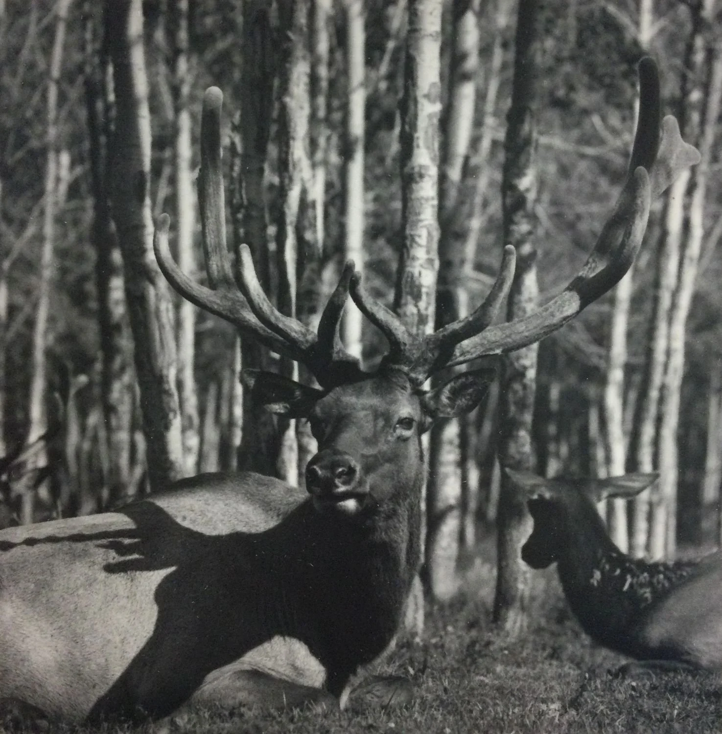 Elk, Alberta Game Park (#206), 1975, dark-room based silver emulsion black & white photograph