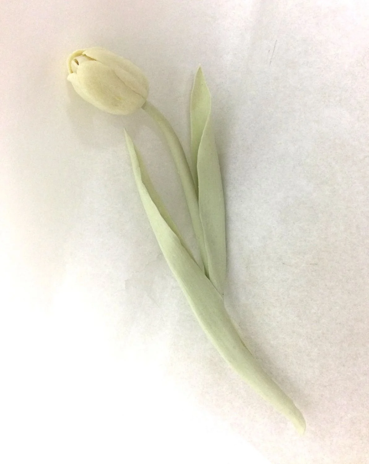 Yellow Tulip (cat#21.1), 2021, cone 6 hand modelled tinted porcelain, 8.5 x 3 x 2 inches (21.5 x 7.5 x 5 cm), $700 Cdn.