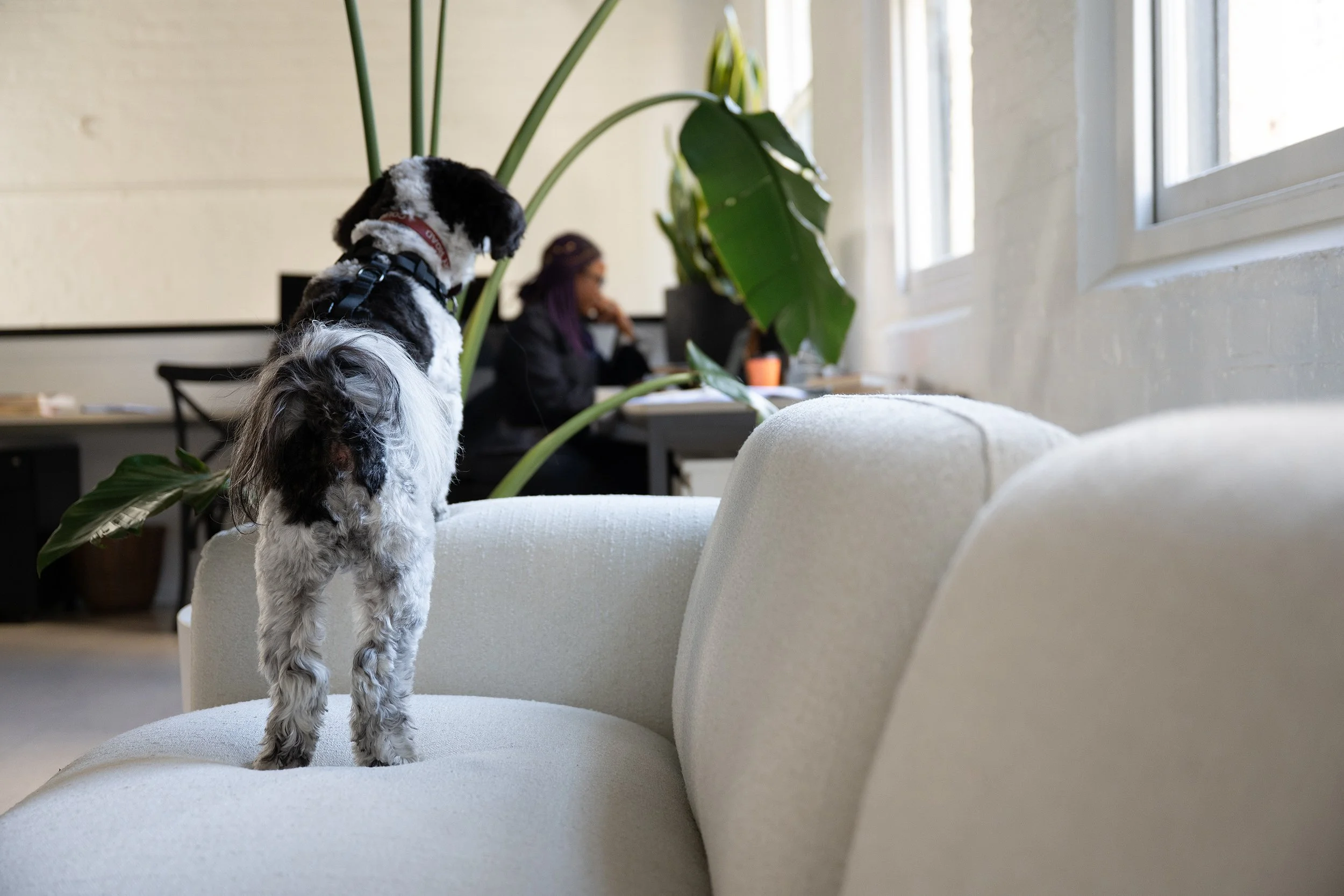 auckland-branding-photographer- (2).jpg