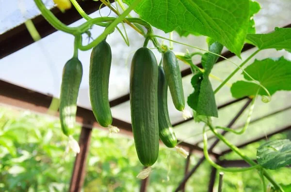 Cucumber - Three Plants per Cell
