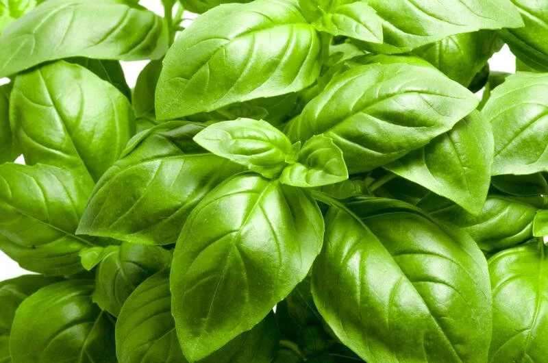 Basil, Sweet