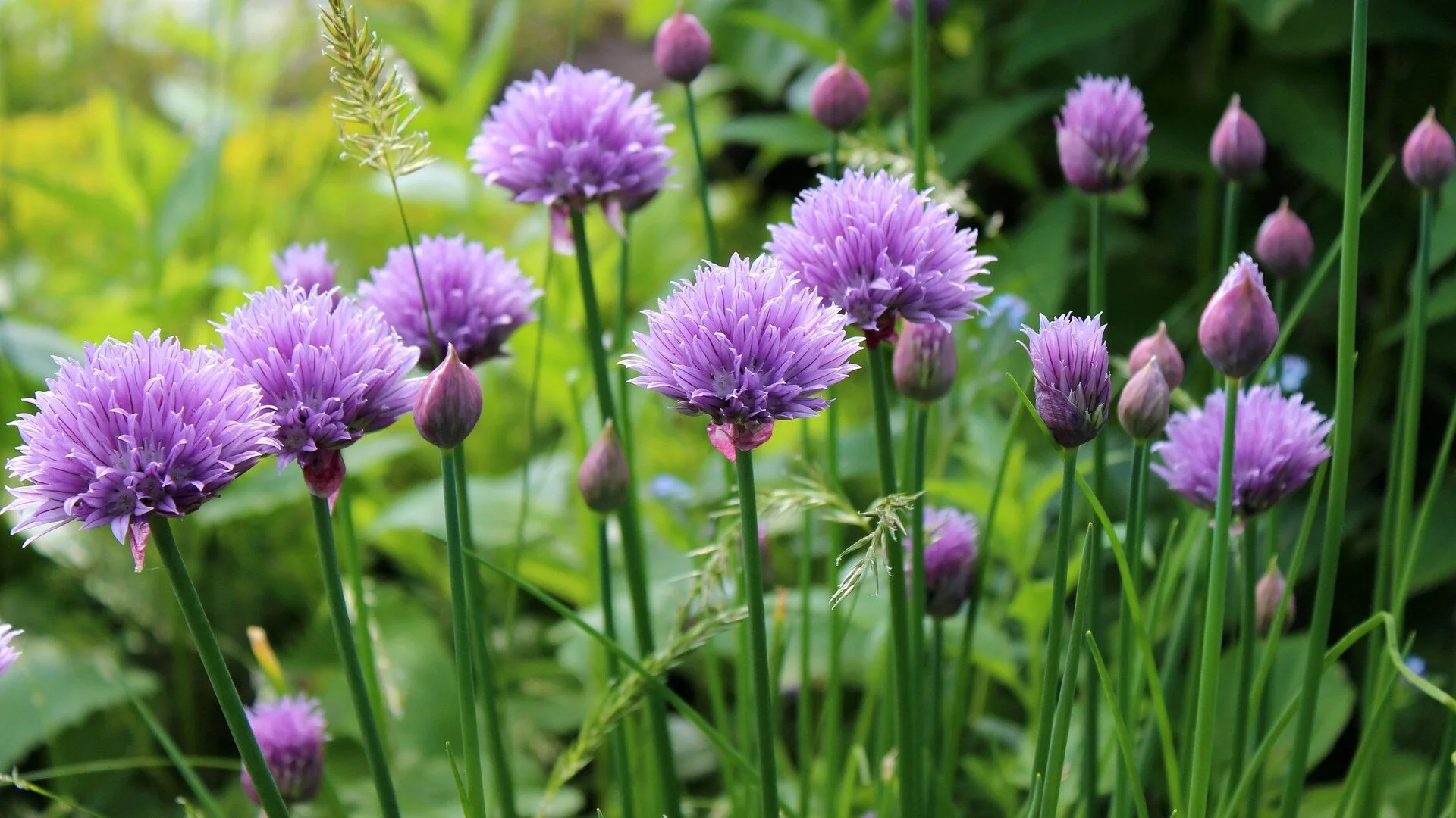 Chives