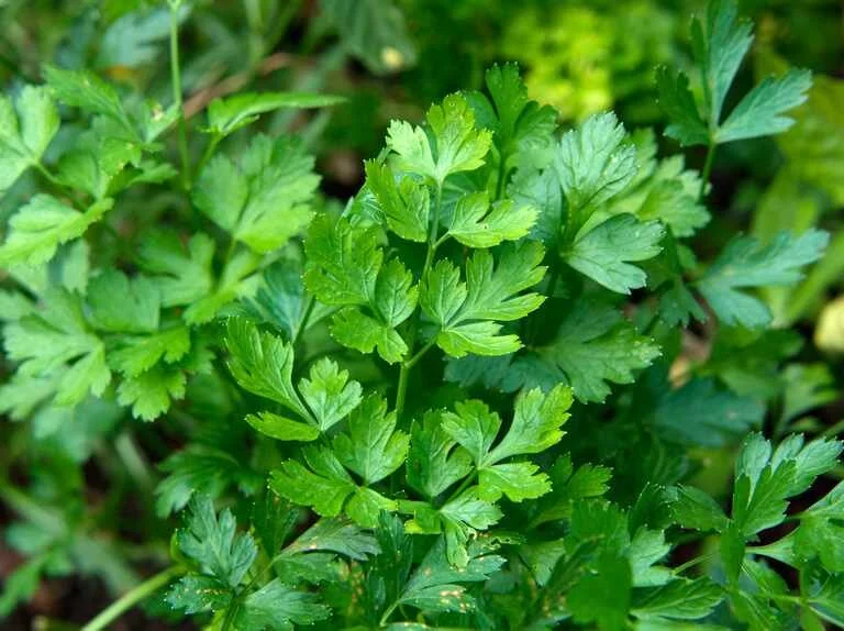 Parsley, Flat Leaf
