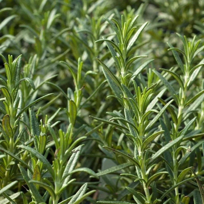 Rosemary