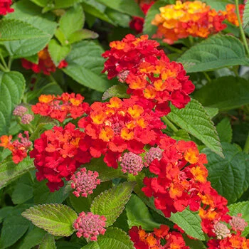 Lantana - Red - Hanging Basket