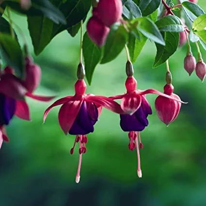 Fuchsia - Hanging Basket