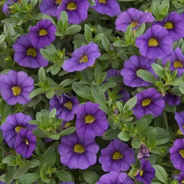 Calibrochoa - Blue - Hanging Basket
