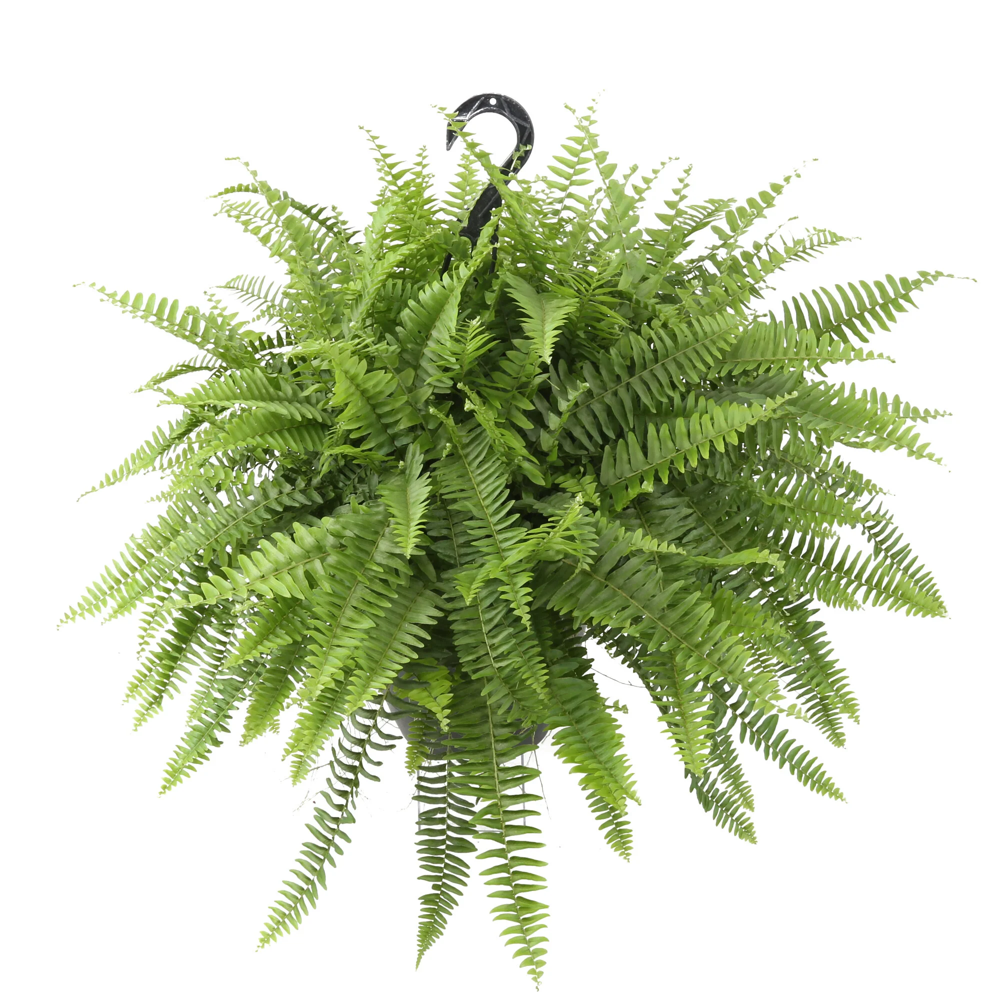 Boston Fern - Hanging Basket