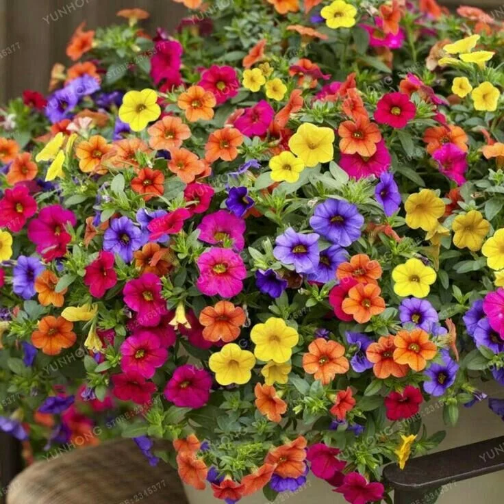 Calibrochoa - Mixed - Hanging Basket