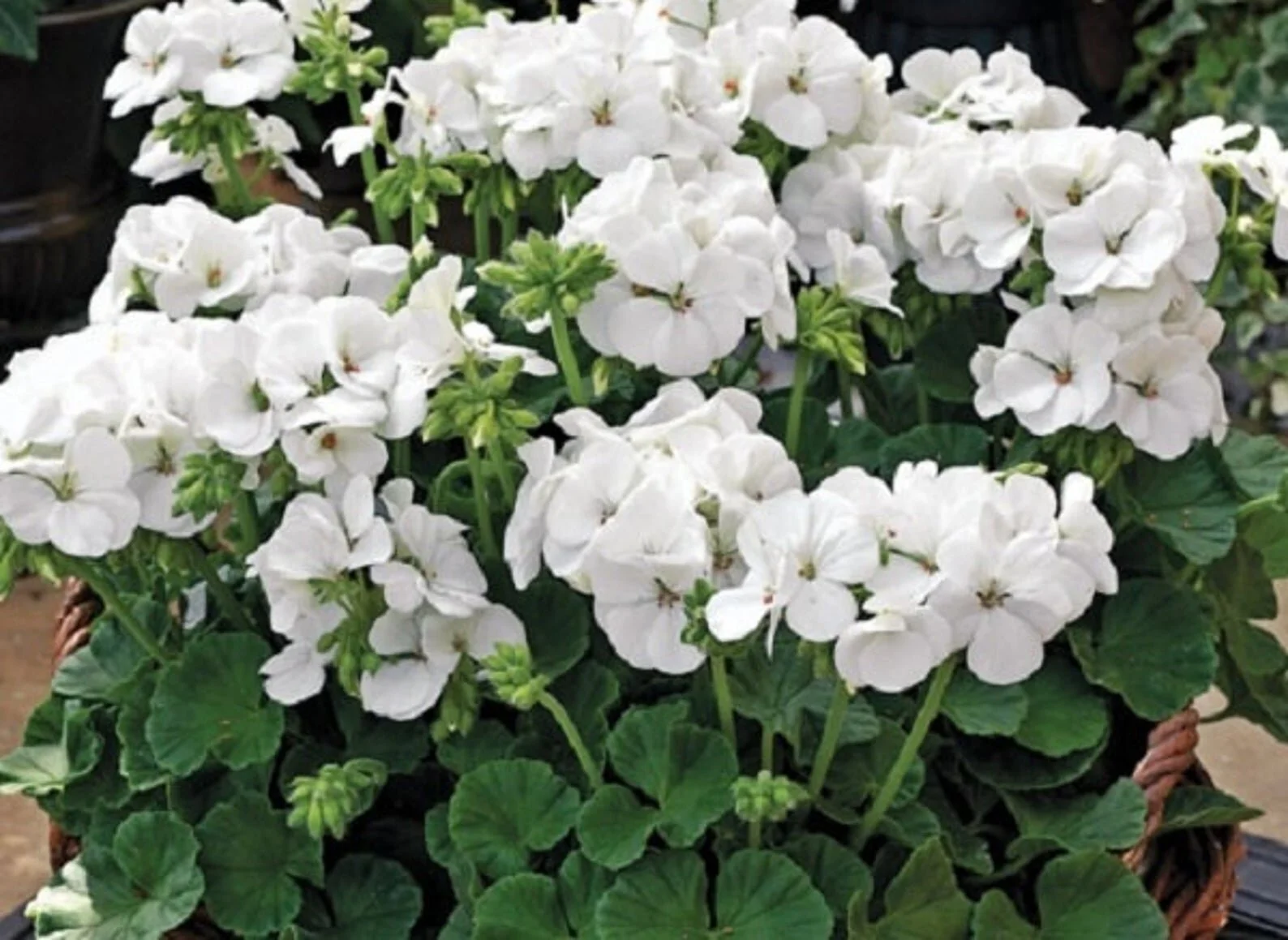 Geranium - White - Single Plant