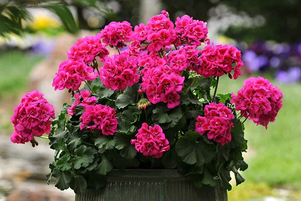 Geranium - Hot Pink - Single Plant