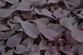 Sweet Potato Vine - Purple - Single Plant