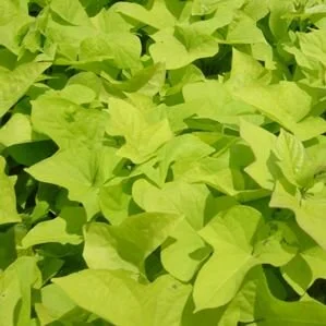 Sweet Potato Vine - Yellow - Single Plant