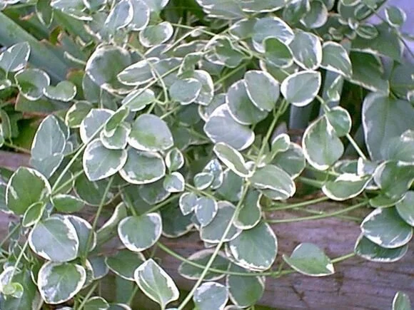 Vinca Vine - Single Plant