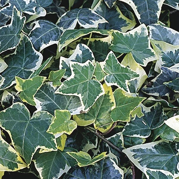 English Ivy - Variegated - Single Plant