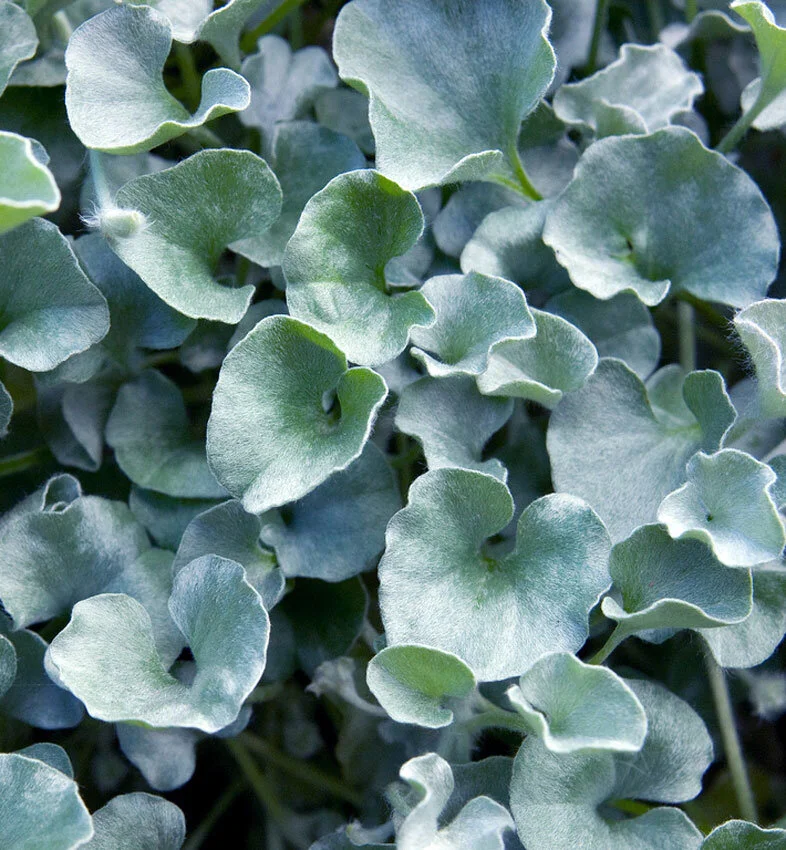 Dichondra - Single Plant