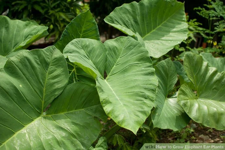 Elephant Ear - Single Plant
