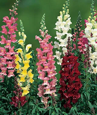 Snapdragon - Flat