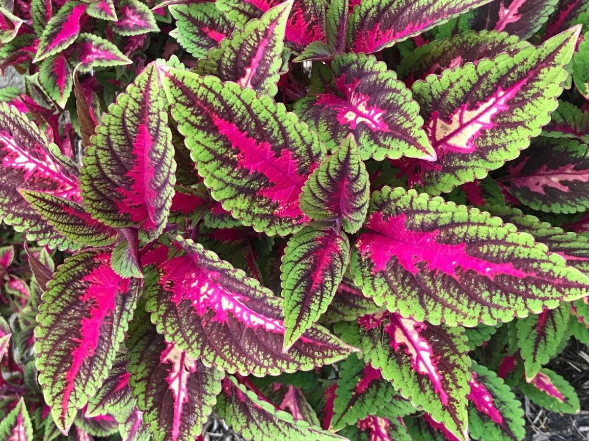 Coleus - Flat