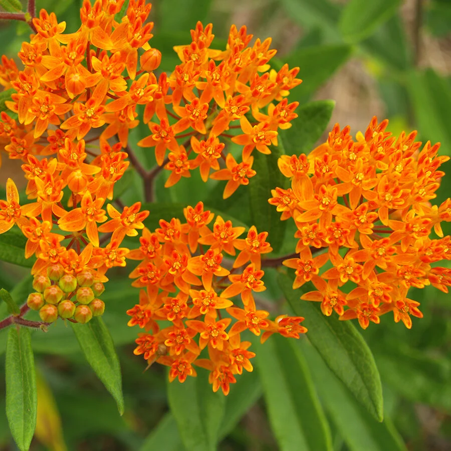 Butterfly Weed - Flat
