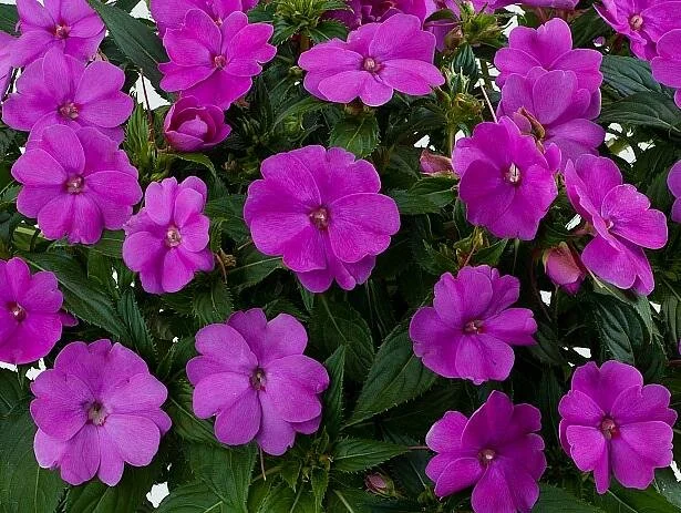 New Guinea Impatien - Purple - Single Plant