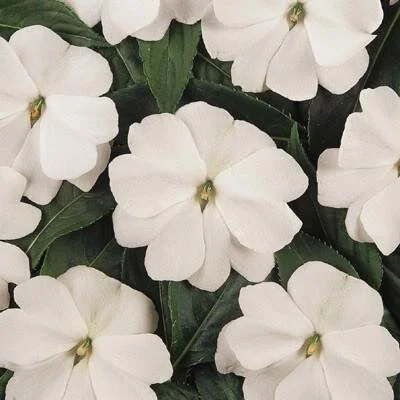 New Guinea Impatien - White - Single Plant