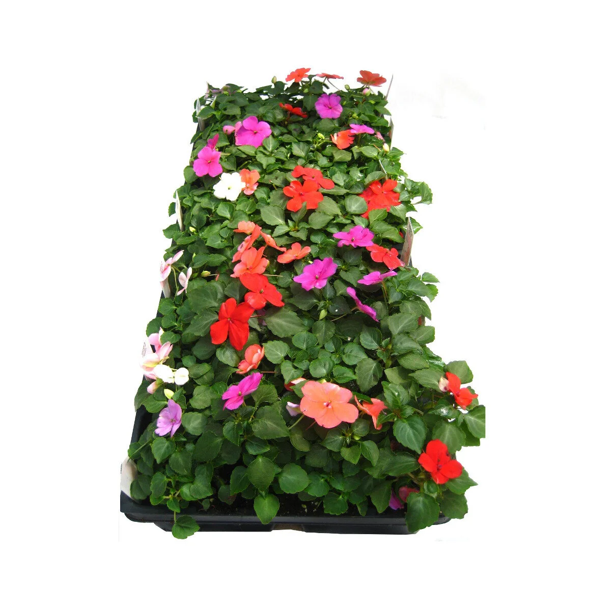 Impatien - Mixed - Flat