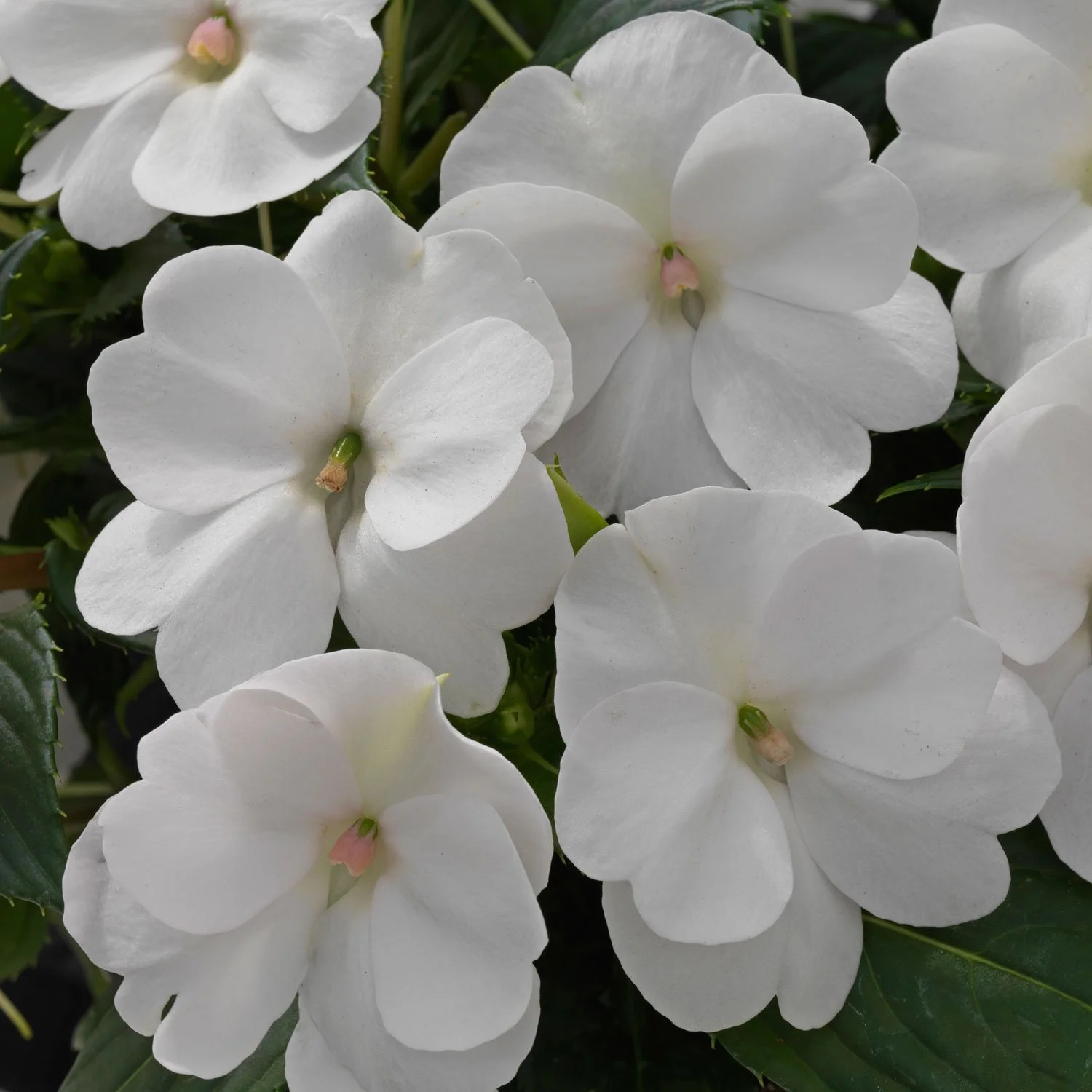 Sunpatien - White - Hanging Basket