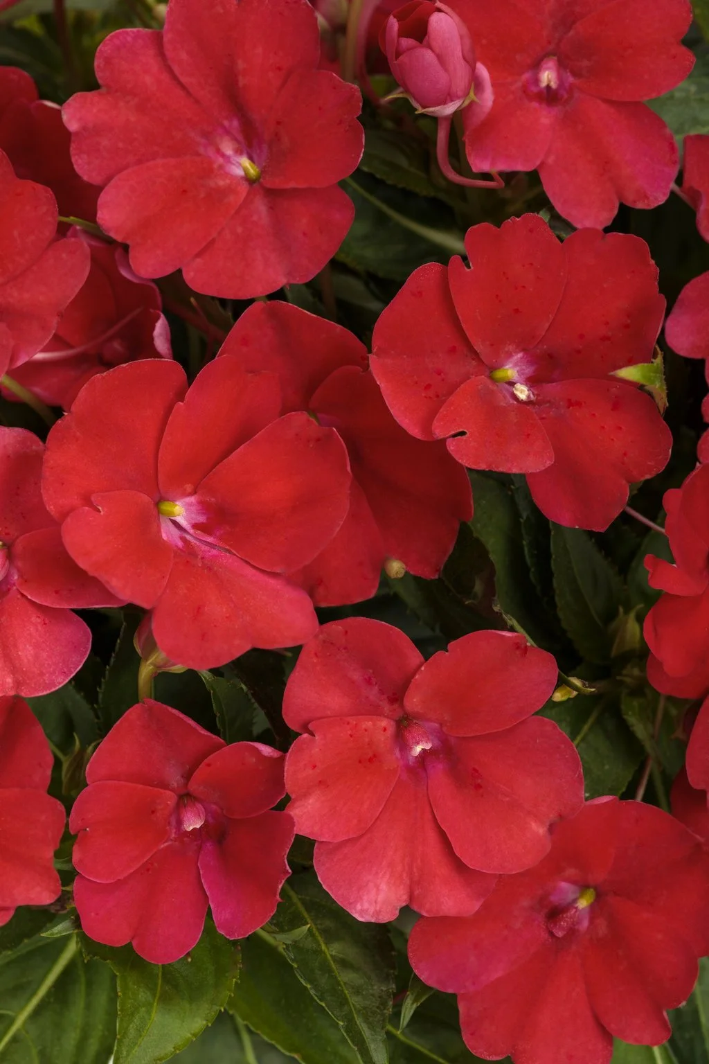 Sunpatien - Red - Hanging Basket