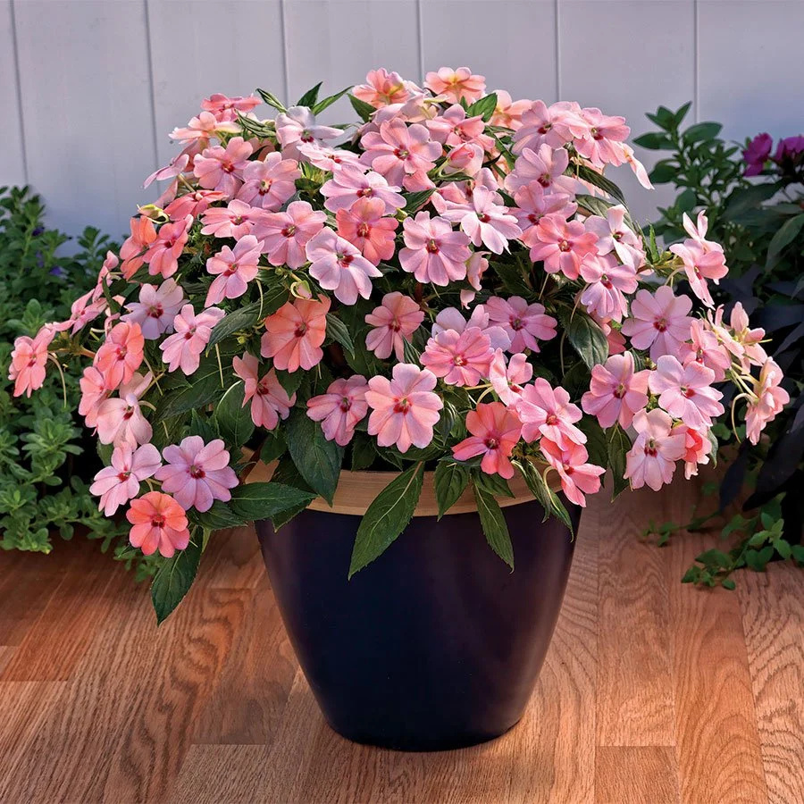 Sunpatien - Pink - Hanging Basket