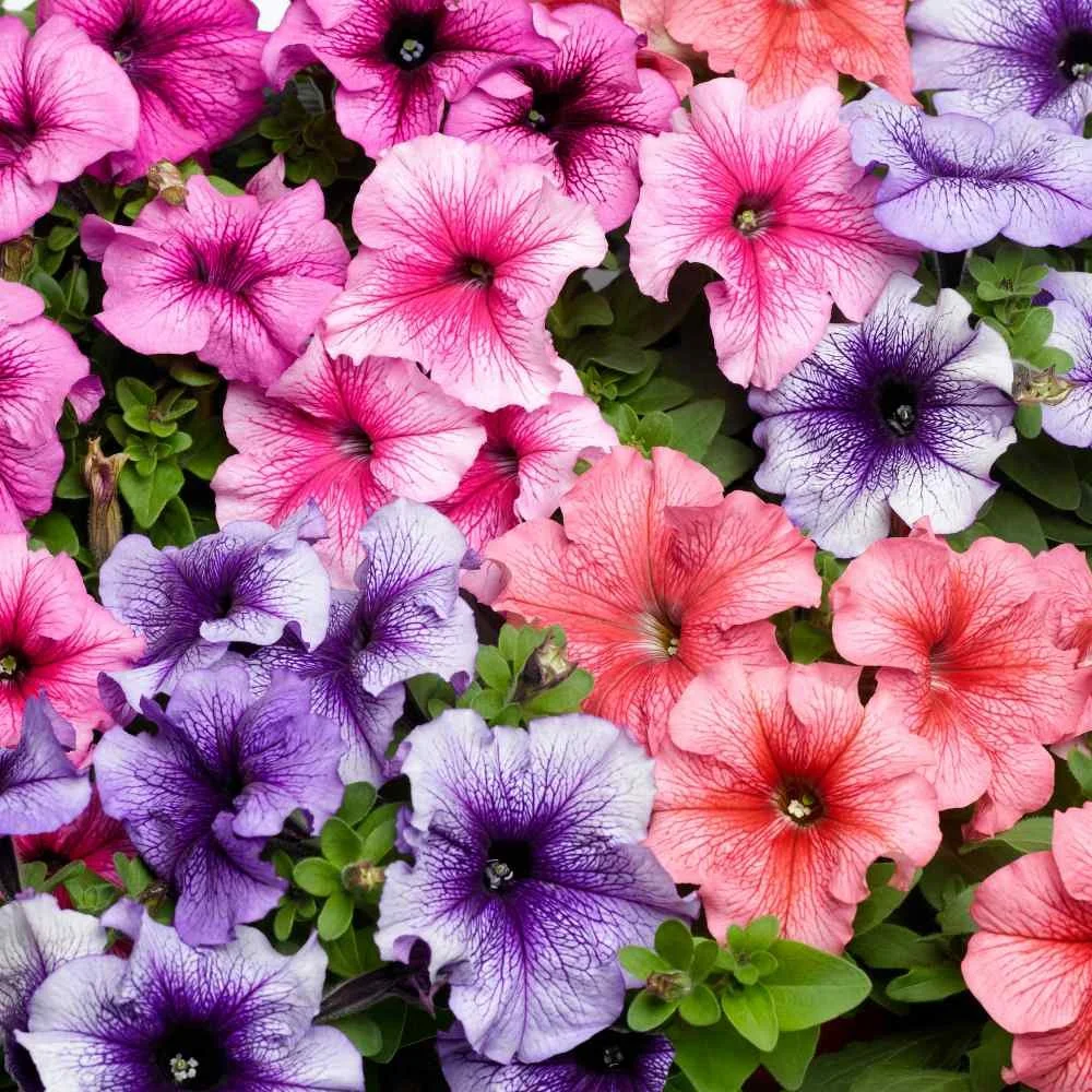 Petunia - Mixed - Hanging Basket