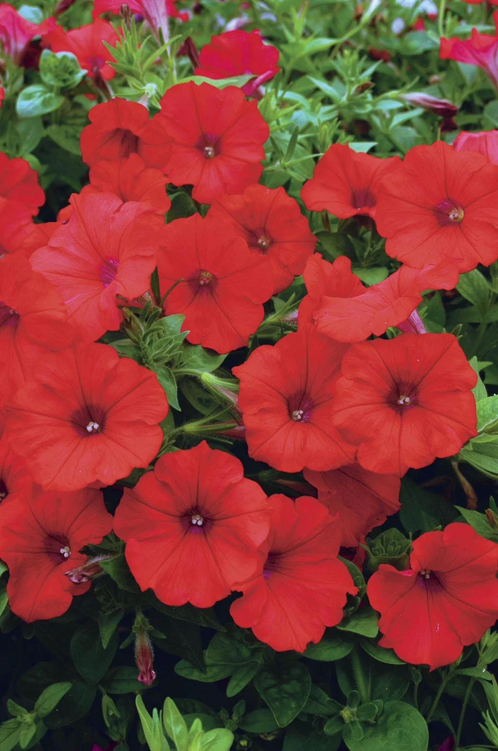 Petunia - Red - Hanging Basket