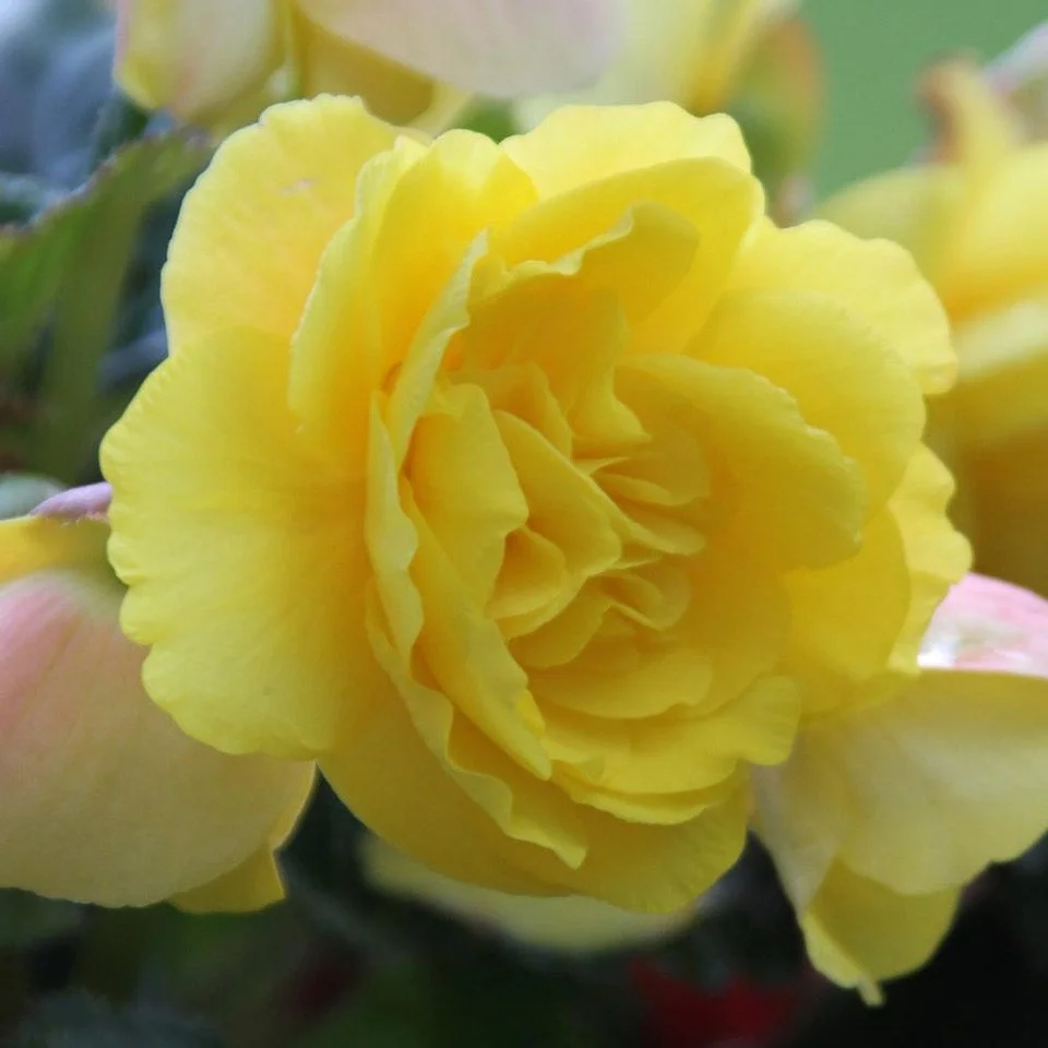 Begonia Tuberous - Yellow - Hanging Basket