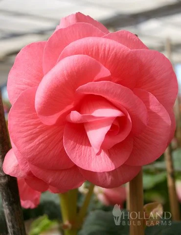 Begonia Tuberous - Pink - Hanging Basket