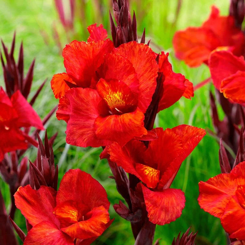 Canna - Red - Single Plant