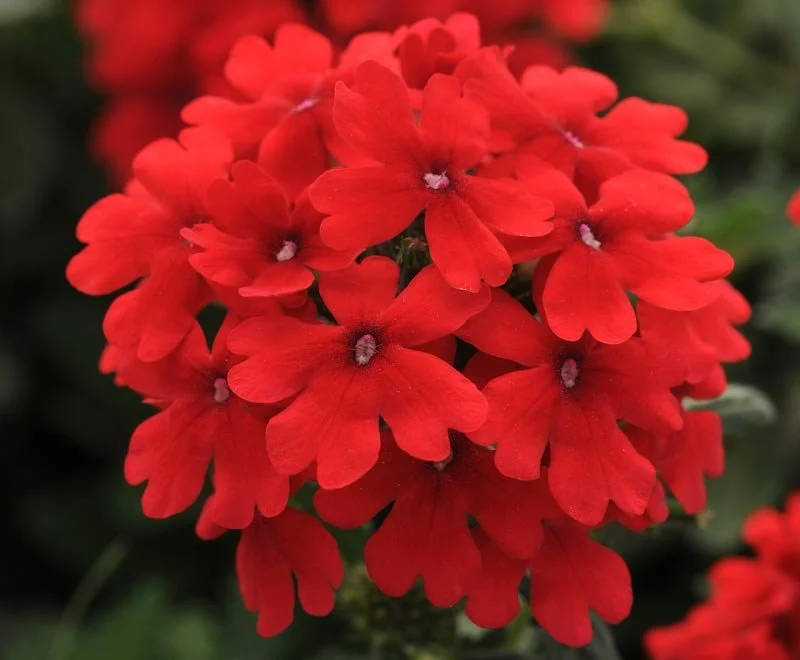Verbena - Red - Single Plant