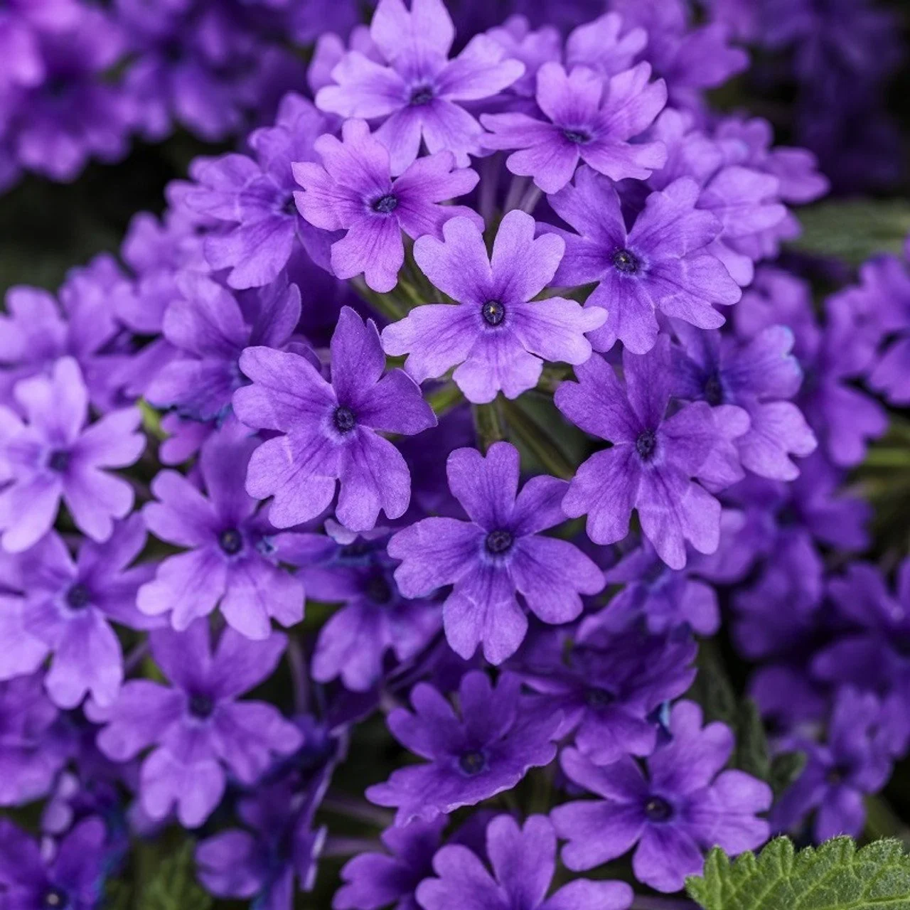 Verbena - Purple - Single Plant