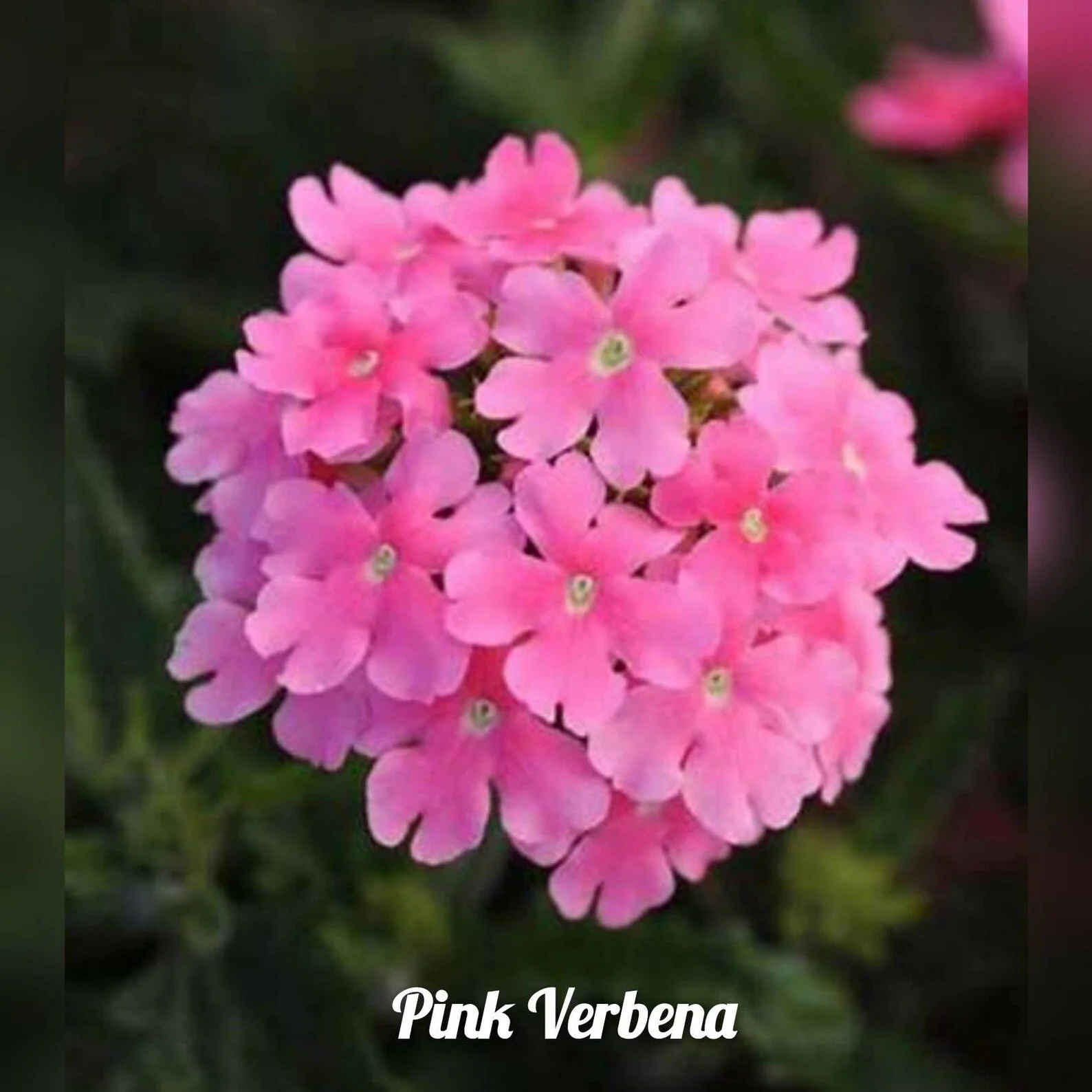 Verbena - Pink - Single Plant