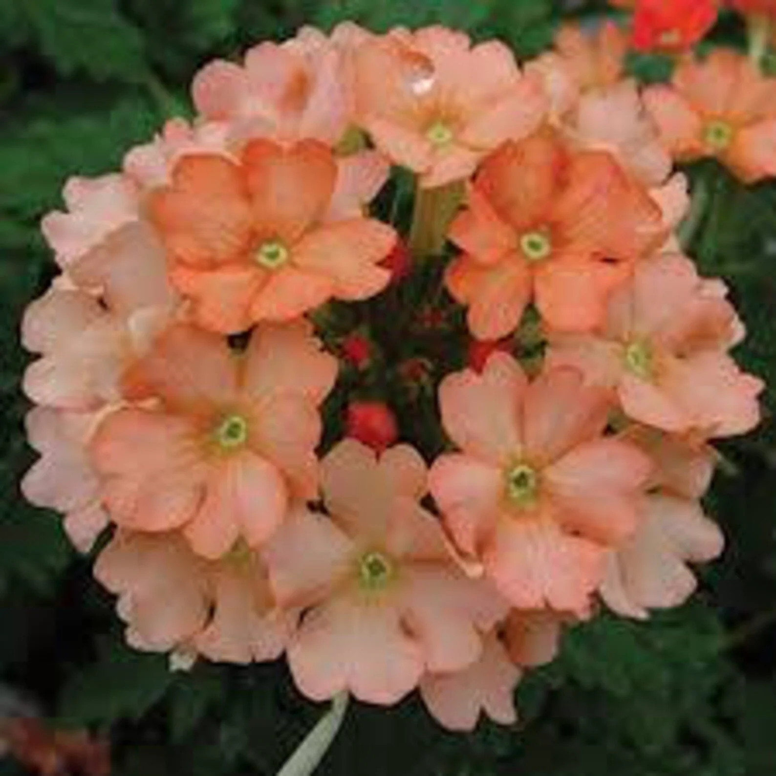 Verbena - Peach - Single Plant