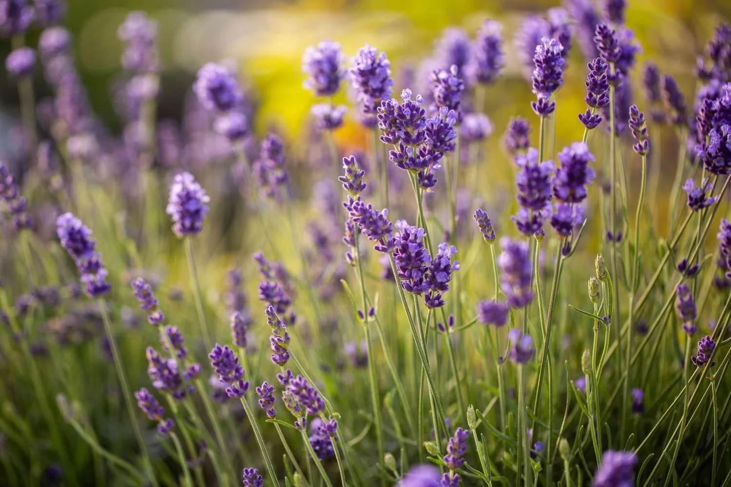 Lavender, English