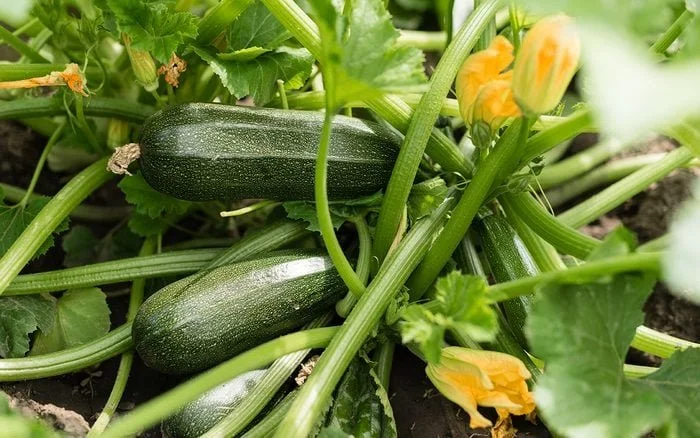 Zucchini - Single Plant